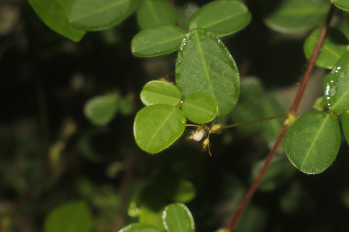 Grona heterophylla (Willd.) H.Ohashi & K.Ohashi